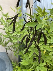 Organic Pigeon Peas Gandules 25 Seeds (Cajanus cajan) Heirloom Non GMO