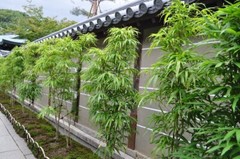 Bambusa “Lady Finger” Clumping Bamboo Plant – Large 1 Gallon Size 3+ Feet Tall