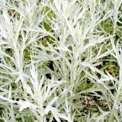 301+PRAIRIE SAGE Flower seeds White Sagebrush Perennial Native Wildflower smudge