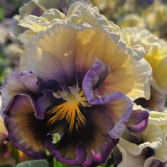 150+ Pansy Seeds (Viola) – Fragrant, Flower Seeds, Annual Seeds, Garden Seeds