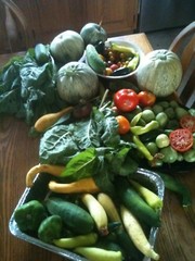 Vegetable Seed Lot $1.99 each 121 Heirloom Varieties For GARDEN/STORAGE non gmo