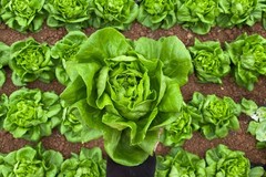 2000 BIBB LETTUCE (Limestone Lettuce) Lactuca Sativa Vegetable Seeds
