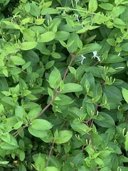 1 LIVE LG ROOTED PLANTS HONEYSUCKLE VINES WHITE YELLOW FLOWERS Japanese Lonicera