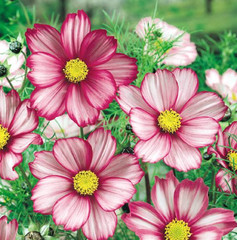 Cosmos Flower DELUXE Mix 12 Varieties Annual Summer Blooms Non-GMO 100 Seeds!