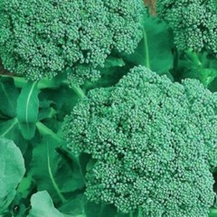 Broccoli Seeds | NON-GMO | Heirloom | Fresh Garden Seeds