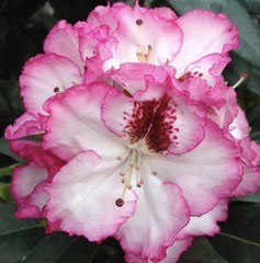 Cherry Cheesecake Rhododendron~Well Rooted Starter Plant