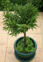 6 LB 2 OZ AMORPHOPHALLUS KONJAC 7.5 INCH BULB TUBER VOODOO LILY RIVIERI AROID