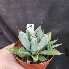 8CM Succulent Agave Plant Agave Potatorum Cv.’Cubic’ Agavaceae Home Garden Plant