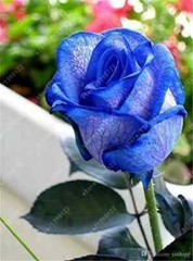 20 EXOTIC RARE ROSE SEEDS home garden flower plant bush diy sun Rosas hybrid tea