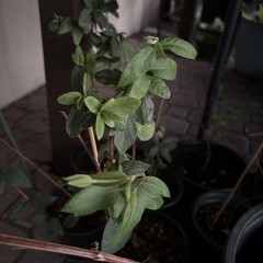 1 LIVE LG ROOTED PLANTS HONEYSUCKLE VINES WHITE YELLOW FLOWERS Japanese Lonicera