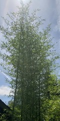 Chinese Timber Bamboo Phyllostachys Vivax Rhizome Fast Growing