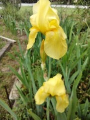 15 Iris Fresh Bearded Iris Rhizomes Mixed Varieties