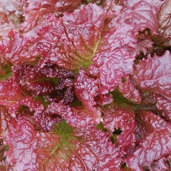 2000 Organic Ruby Red Lettuce Seeds Non Gmo Heirloom- With Bonus!