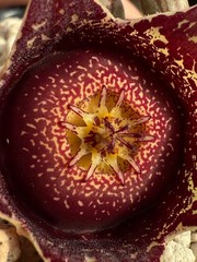 Orbea hardyi – 3.25″ pot – Stapeliad