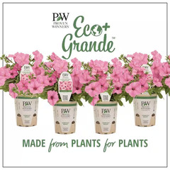 4-Pack, 4.25 In. Eco+Grande Supertunia Vista Bubblegum (Petunia) Live Plant, Pin