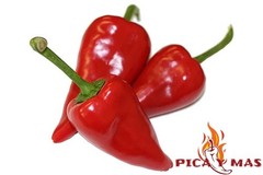 30 RIOJAN JOY CHILI SEEDS 100% GUARANTEED SPICY