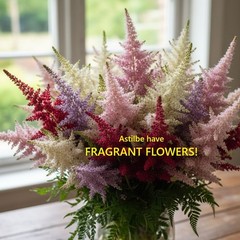 astilbe FIREWORKS WHITE hardy sun or shade perennial = 1 Potted Garden Plant