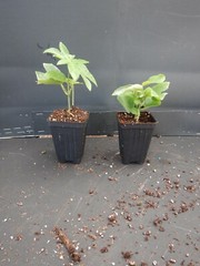 ~~MAYPOP PASSIFLORA~~Starter Plant~~Passiflora Incarnata~~BUTTERFLY HEAVEN!