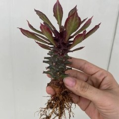 8CM Succulent Cactus Plant Euphorbia Guentheri Euphorbiaceae Home Garden Plant