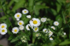 1/4 TSP + ANNUAL FLEABANE DAISY SEEDS/Erigeron annuus/NATIVE US