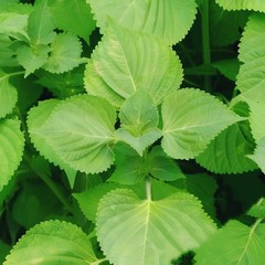 Green Shiso Seeds, Perilla, Japanese Basil, Red Mint, ~~ 200 seeds