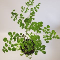 2-3ft Grown Moringa Oleifera Potted Tree 6 Months Old Nutritious Edible Leaves