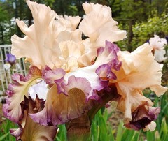 ‘Comfortable TB Bearded Iris Rhizome PRE-SALE to Ship Aug/Sept