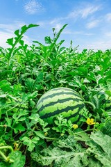 50 TENDERSWEET ORANGE WATERMELON Citrullus Lanatus Fruit Melon Seeds
