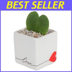 Easy-Care Hoya Heart Houseplant, Perfect Gift Idea*`/-$