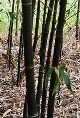 Black Bamboo Phyllostachys Nigra Live Bare Root Plant (3) Fresh Rhizomes