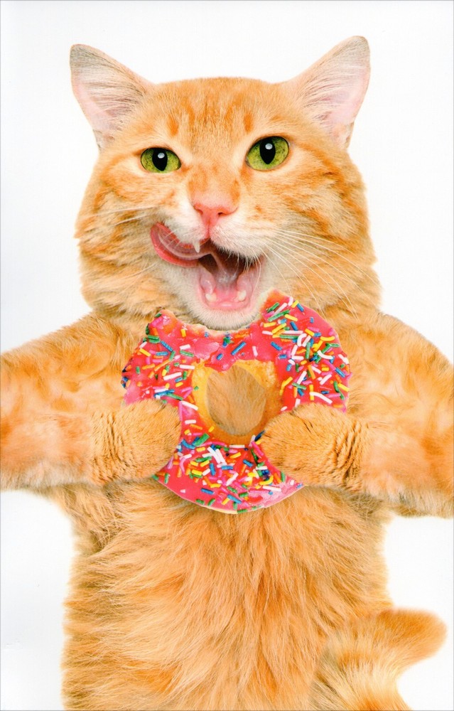 Funny ANYTIME Blank Card, Orange Cat Eating Pink Donut by Premium Greetings + ✉