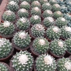 7-8CM Succulent Cactus Plant Obregonia Denegrii Cactaceae Home Garden Beautiful