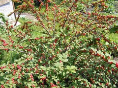 1 Nanking Cheropugy bush cherry, rooted plant. Zones 4-8