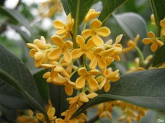 ( 1 ) – Yellow Flowering Fragrant Tea Olive ( osmanthus ) – Starter Plant ( L4 )