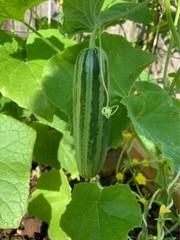 CAMBODIAN’S CUCUMBER SEEDS- Non GMO – Heirlooms – None Bitter Taste