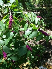 200 Seeds American Beautyberry – Florida Grown