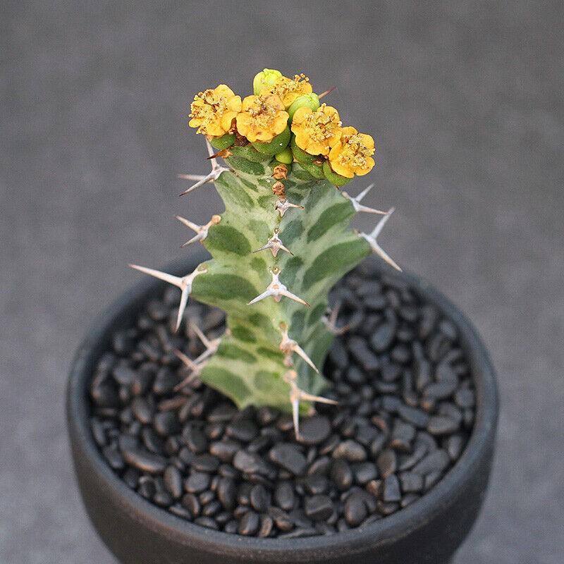 2PCS 6CM Euphorbia Virosa Cristata Cactaceae Succulent Cactus Plants