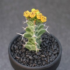 2PCS 6CM Euphorbia Virosa Cristata Cactaceae Succulent Cactus Plants