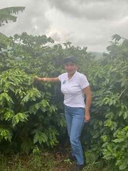 100% JAMAICAN BLUE MOUNTAIN COFFEE BEANS MEDIUM ROASTED 2 TO 12 POUNDS