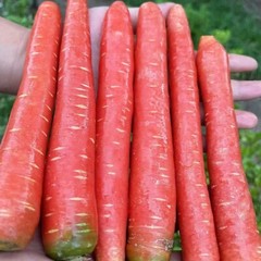 Red Fruit Carrot Seeds – 1000 Seeds – Non-GMO Heirloom Root Vegetable