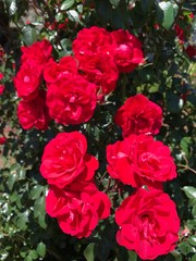 Grow More Pro 20-20-20 General Purpose Fertilizer with Micronutrients FAST SHIP