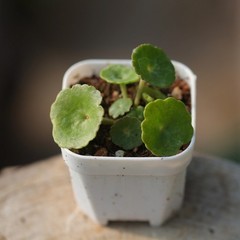 1CM Succulent Plant Crassula Umbella Wine Cup Crassulaceae Home Garden Beautiful