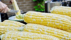 Peaches & Cream Sweet Corn Seeds, Bicolor Non-GMO Hybrid, Fresh 2026 USA Seller