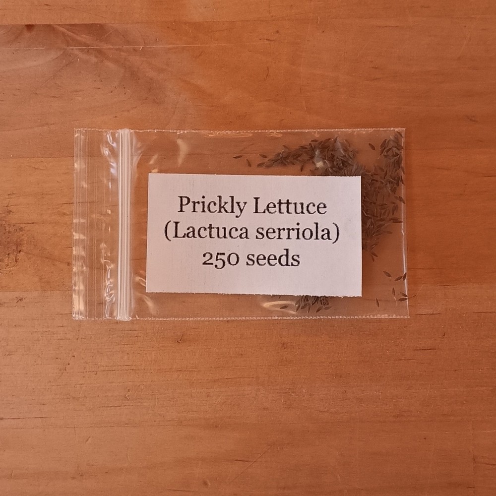 Wild Lettuce Seed (Lactuca serriola) ~ Prickly Lettuce ~ 250 to 1000 seeds