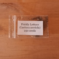 Wild Lettuce Seed (Lactuca serriola) ~ Prickly Lettuce ~ 250 to 1000 seeds