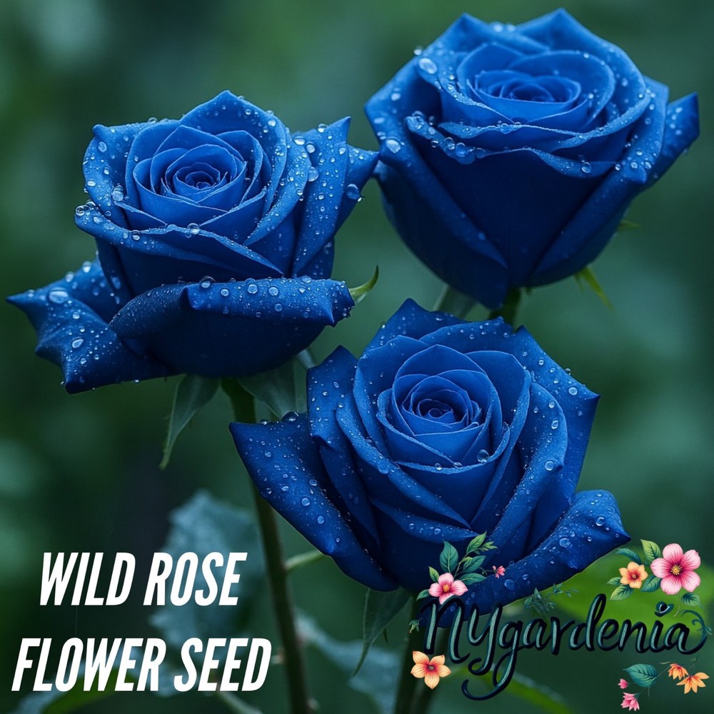 20 Blue Rose Seeds – Rare and Striking Blooms for an Enchanting Garden