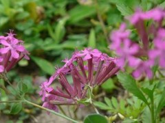 Silene armeria | None-so-Pretty | Sweet William Catchfly | 1000 Seeds