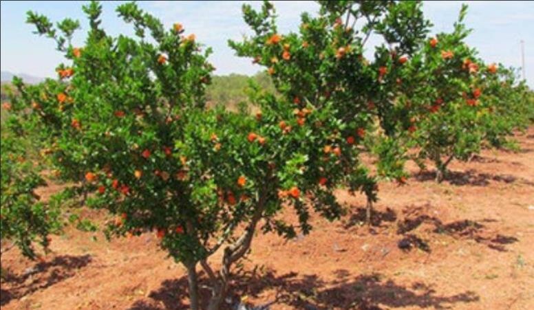 Tunisia crystal soft seed pomegranate 20 seeds
