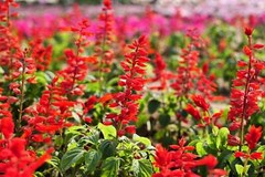 400 SCARLET SAGE (Lady-In-Red / Red Texas Sage) Salvia Coccinea Flower Seeds