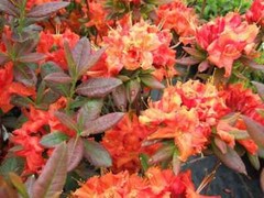 FIREBALL~~Azalea Rhododendron~Well Rooted STARTER Plant!